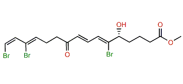 Xestospongiene Z9